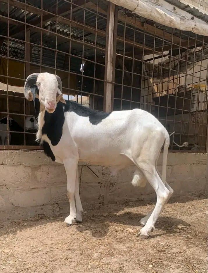 Des moutons Disponible contact moi par WhatsApp 🐂🐂+22663869826