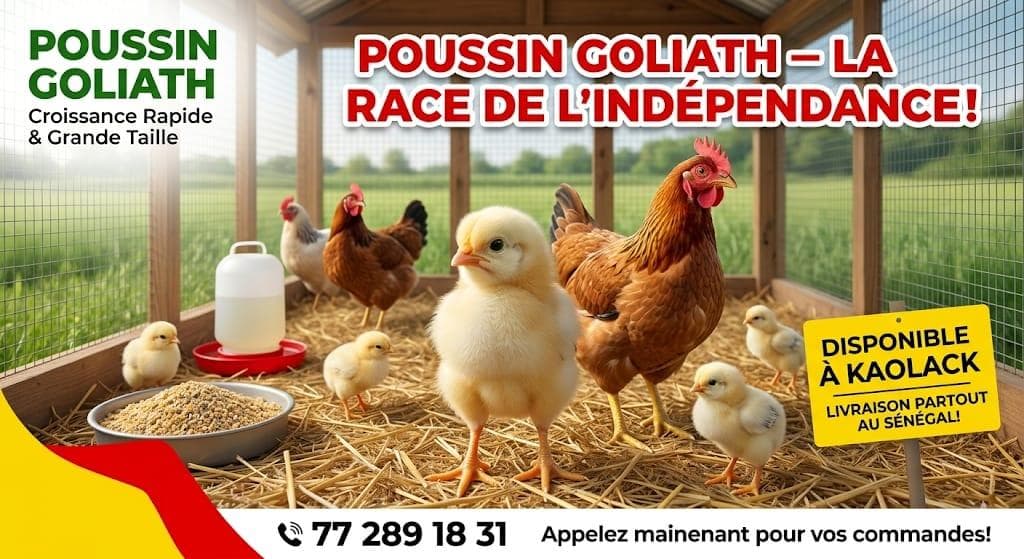 Poussin goliath  — photo 1